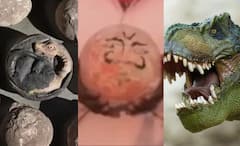 Dinosaur Eggs: পাঁঠাবলি থেকে ভোগ বিতরণ, বাদ ছিল না কিছু, ডায়নোসরের ডিমকে কুলদেবতা ভেবে পুজো, ভুল ভাঙল এতদিনে