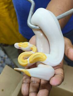 DRI: મુંબઈ એરપોર્ટ પર બેંગકોકથી આવેલા મુસાફર પસાથી નવ અજગર સહિત 11 સાપ મળ્યા, બિસ્કિટ અને કેકના પેકેટમાં છુપાવ્યા હતા