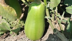 Malda News: শুধু এই জেলাতেই মেলে নবাবগঞ্জের বেগুন! এমন নাম কেন জানেন?