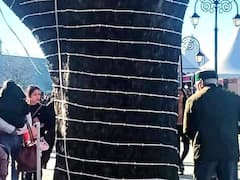 Shimla की सजावट के लिए पेड़ों पर फंदा! पूर्व डिप्टी मेयर बोले- 'यह सरासर बेवकूफी है'