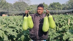 Malda News: শুধু এই জেলাতেই মেলে নবাবগঞ্জের বেগুন! এমন নাম কেন জানেন?