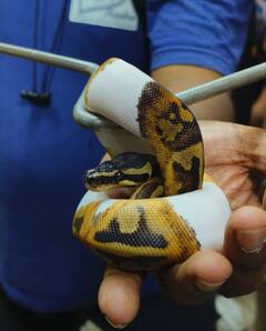 DRI: મુંબઈ એરપોર્ટ પર બેંગકોકથી આવેલા મુસાફર પસાથી નવ અજગર સહિત 11 સાપ મળ્યા, બિસ્કિટ અને કેકના પેકેટમાં છુપાવ્યા હતા