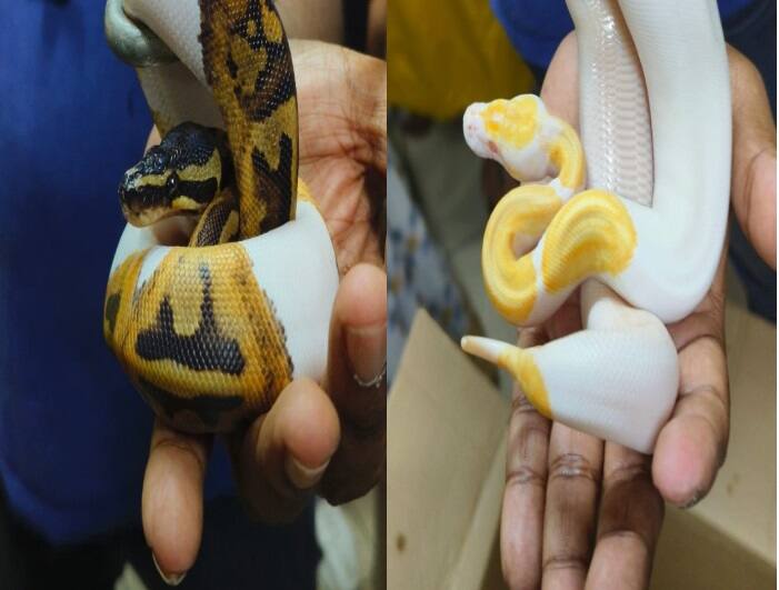 અધિકારીએ જણાવ્યું કે WCCBના પ્રાદેશિક ડેપ્યુટી ડાયરેક્ટરે સાપને બેંગકોક પાછા મોકલવાનો આદેશ જારી કર્યો છે જેથી તેઓને યોગ્ય વાતાવરણ મળી શકે.