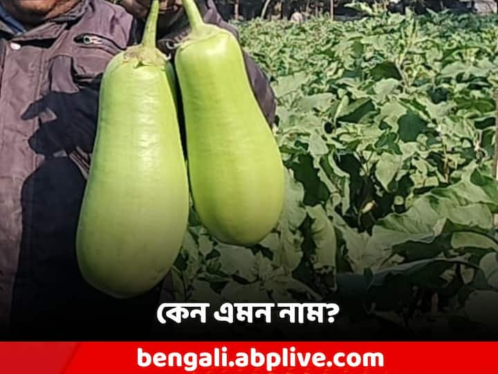 WB Special Food:মালদায় চাষ হয় এই প্রজাতির বেগুনের। আটশো গ্রাম থেকে শুরু করে ২ কেজি পর্যন্ত ওজন হয় এক-একটি বেগুনের।