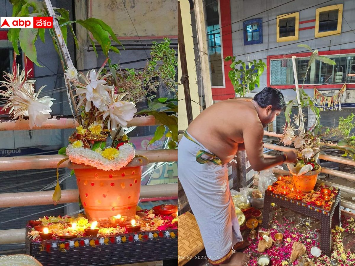 Brahma Kamalam: ముక్కోటి ఏకాదశి రోజు వికసించిన బ్రహ్మ కమలాలు, సాక్షాత్తూ బ్రహ్మ స్వరూపమే ఇంటికి!