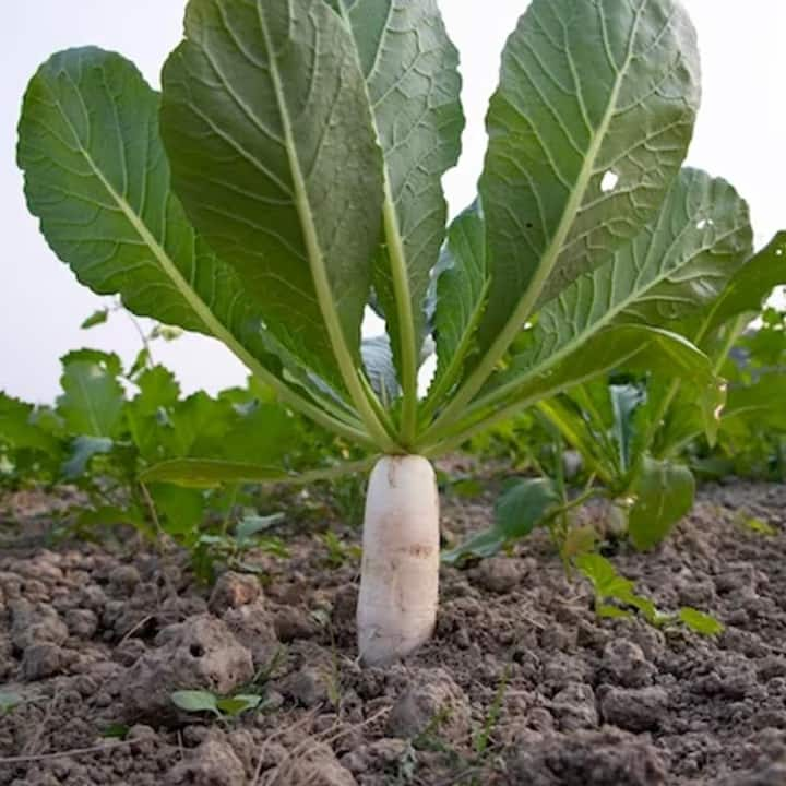 Radish: ਸਰਦੀਆਂ 'ਚ ਸਵੇਰੇ ਸਵੇਰੇ ਮੂਲੀ ਖਾਣ ਦੇ ਫਾਈਦੇ