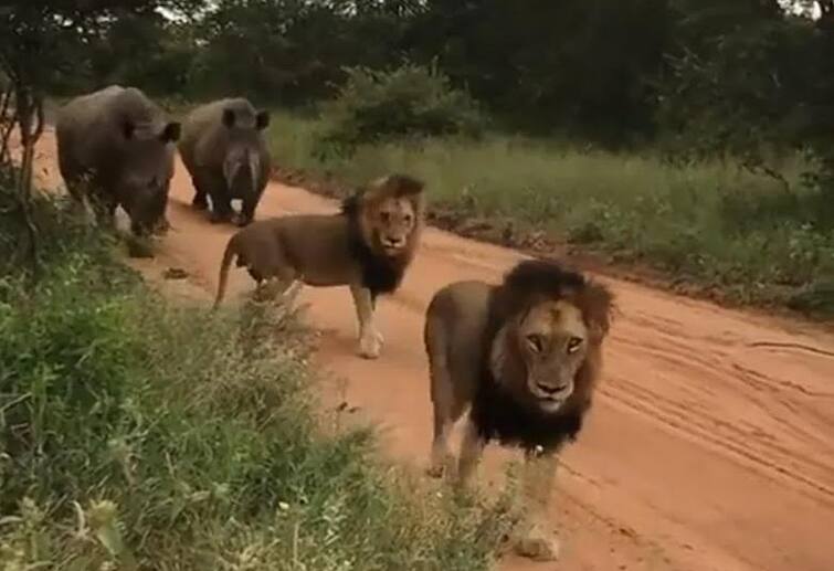 Rajkot News: Rajkot Mahanagar Palika will make country's first Lion Safari Park in Rajkot, Lion Darshan Rajkot, Lion Safari: રાજકોટમાં બનશે દેશની પ્રથમ લાયન સફારી પાર્ક, 33 હેક્ટર જગ્યા, 30 કરોડ ખર્ચ ને જાણો તમામ વિશે....