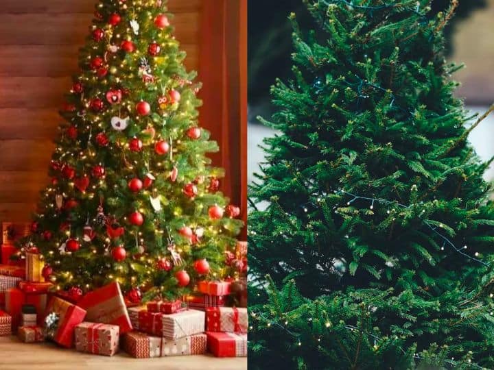 Christmas Tree: क्रिसमस हर साल 25 दिसंबर को मनाया जाता है. इस दिन के लिए लोग पूरे साल भर इंतजार करते हैं. इस दिन बड़े ही शानदार तरीके से क्रिसमस ट्री को सजाया जाता है.