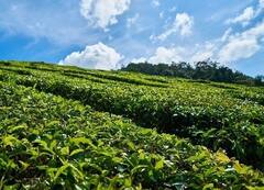 शेतकऱ्यांसाठी सरकारची खास योजना, 'या'पिकाच्या लागवडीवर देणार 50 टक्के अनुदान