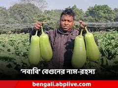 চোখ কপালে তোলে 'নবাবি' বেগুনের ওজন! নামের পিছনেও রয়েছে গল্প