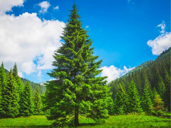 इस पेड़ को सजाकर क्रिसमस ट्री कहा जाता है वो सनोबर का पेड़ होता है. इंग्लिश में ऐसे फिर ट्री कहते हैं. इसके बारे में ऐसा माना जाता है कि सबसे पहले इसी पेड़ को क्रिसमस ट्री के तौर पर सजाया गया था.
