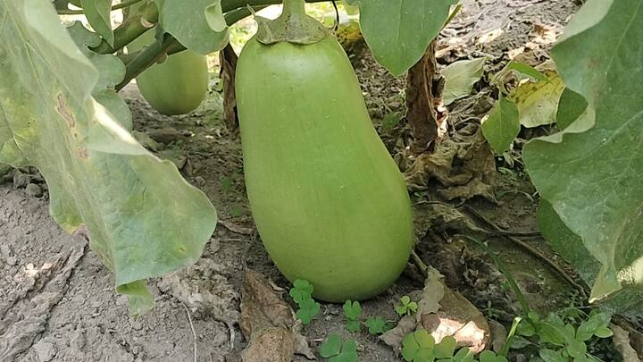 আকারে বিশাল। বেগুনের বিচারে দৈত্যাকৃতি বললেও কম বলা হবে না। এক একটি বেগুনের ওজন সর্বোচ্চ ২ কেজি পর্যন্ত হয়। নামটাও সেরকমই- নবাবগঞ্জের বেগুন। মালদায় চাষ হয় এই প্রজাতির বেগুনের। আটশো গ্রাম থেকে শুরু করে ২ কেজি পর্যন্ত ওজন হয় এক-একটি বেগুনের।