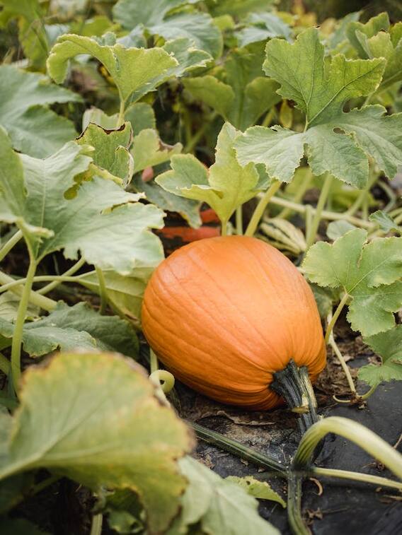 जैविक खेती से किसानों को होगा फायदा