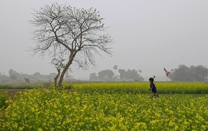 हिसार, भिवानी, सिरसा, अंबाला और नारनौल में न्यूनतम तापमान क्रमश 6.5, आठ, नौ, 10.5 और 10 डिग्री सेल्सियस दर्ज किया गया. (प्रतीकात्मक तस्वीर)