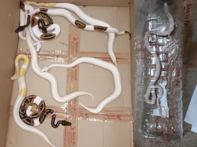 Customs Recover Exotic Animals Snakes From Mumbai Airport 11 Ball Pythons And Corn Snakes From Passenger Arrested 'Threatened' Ball Pythons, Cornsnakes Smuggled From Bangkok Seized At Mumbai Airport