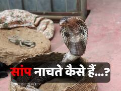 सांप बहरे होने के बाद भी बीन की धुन पर नाचते कैसे हैं?