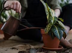 Agriculture: ਸਰਦੀਆਂ 'ਚ ਘਰ ਦੇ ਪੌਦਿਆਂ ‘ਚ ਪਾਓ ਇਹ ਖਾਦ, ਖਰਾਬ ਨਹੀਂ ਹੋਵੇਗੀ ਬਾਗਬਾਨੀ