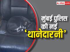 इंस्पेक्टर साहब की कुर्सी पर आकर फुल स्वैग में बैठी बिल्ली, दिखाया ऐसा रौब की सर की हो गई बोलती बंद