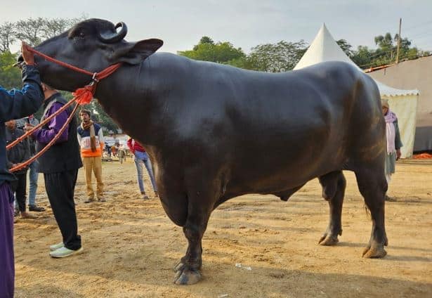 Buffalo worth 10 crores in Patna cattle expo agriculture business news marathi news पाटण्याच्या मेळाव्यात चक्क 10 कोटींचा रेडा , शेतकऱ्यांमध्ये होतेय जोरदार चर्चा 