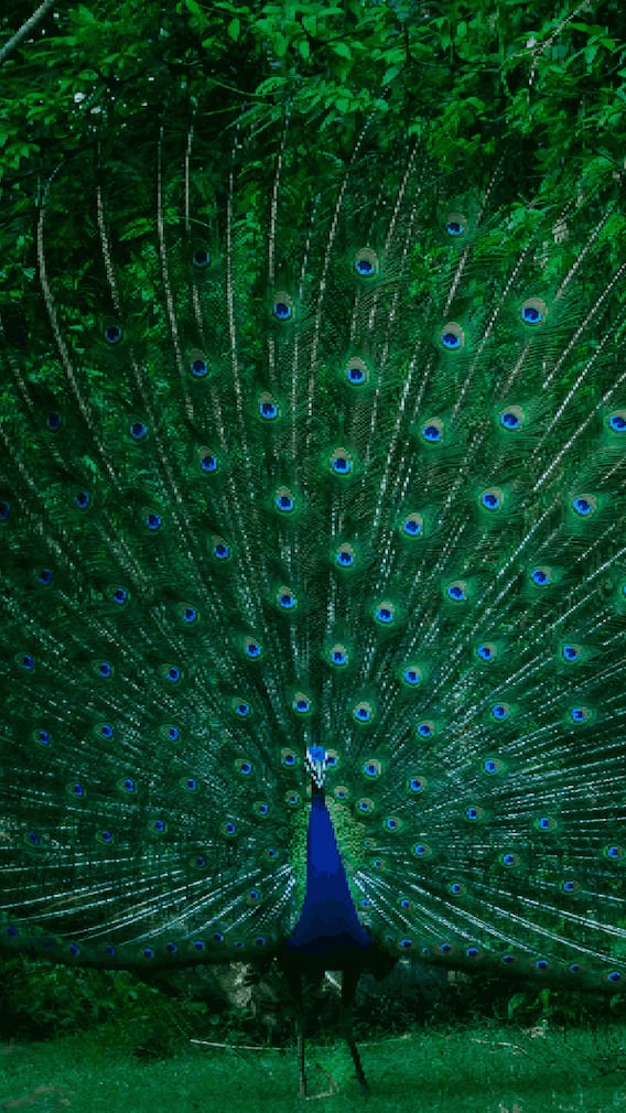 'ही' खास गोष्ट मोराला सुंदर बनवते