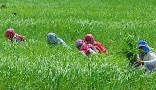 Sustainable Agriculture: ਕਿਵੇਂ ਕੁਦਰਤੀ ਖੇਤੀ ਭਾਰਤੀ ਖੇਤਾਂ ਨੂੰ ਮੁੜ ਸੁਰਜੀਤ ਕਰਕੇ ਟਿਕਾਊ ਖੇਤੀ ਨੂੰ ਬਣਾ ਸਕਦੀ ਯਕੀਨੀ? ਜਾਣੋ