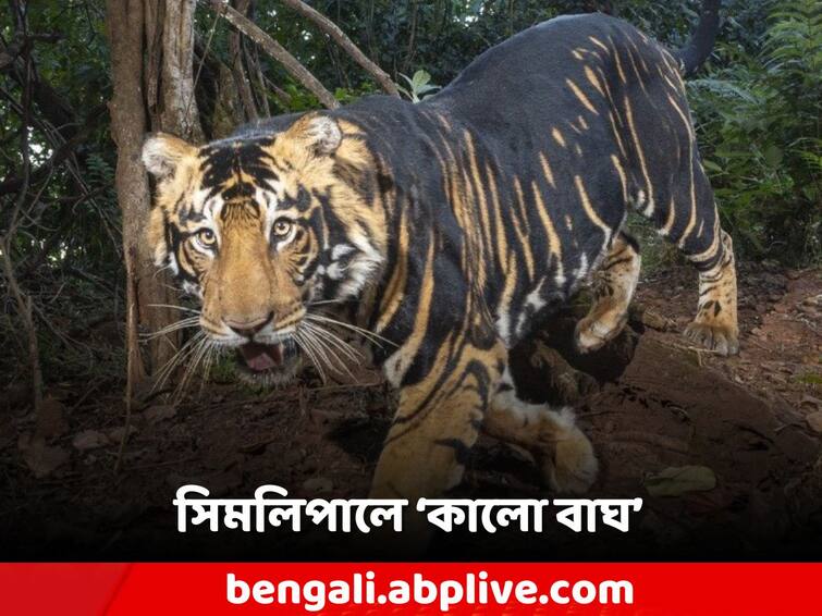 pseudo melanistic tigers found in Simlipal Tiger Reserve, IFS Parveen Kaswan shares Pictures Viral News: এ কেমন বাঘ! সিমলিপালের জঙ্গলে ক্যামেরাবন্দি প্রাণী এখন ভাইরাল