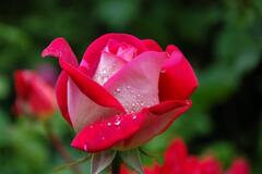 Swapna Shastra: ભવિષ્યમાં થનારી શુભ ઘટનાઓનો સંકેત આપે છે આ 7 સપના