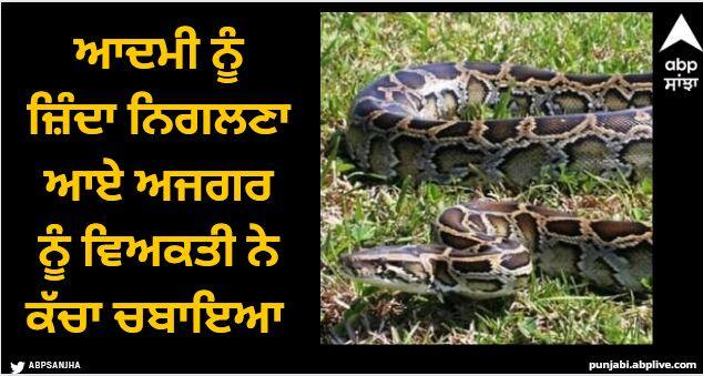 man bites 10 feet python head after attack viral weird news Viral News: ਆਦਮੀ ਨੂੰ ਜ਼ਿੰਦਾ ਨਿਗਲਣਾ ਆਏ ਅਜਗਰ ਨੂੰ ਵਿਅਕਤੀ ਨੇ ਕੱਚਾ ਚਬਾਇਆ ਅਤੇ ਫਿਰ ਤੰਦੂਰ ਵਿੱਚ ਪਕਾਇਆ