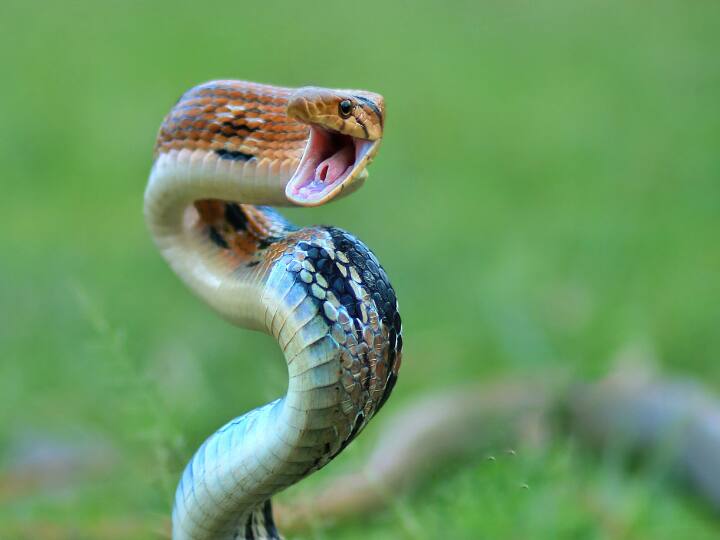 लेकिन अब सवाल उठता है कि जब सांप बहरा होता है तो वह बिन की धुन पर नाचता कैसे है. इससे भी बड़ा सवाल की क्या सांप सच में नाचता भी है. चलिए आपको इसके बारे में सबकुछ बताते हैं.