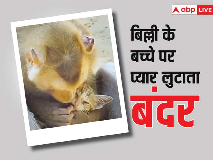 Viral video of a monkey taking care of a small cat like his own child पहले चूमा फिर एक मां की तरह बंदर ने बिल्ली के बच्चे को सीने से लगा लिया..लोग बोले- अब तक का सबसे प्यारा वीडियो