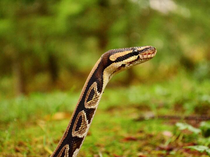दरअसल, फिल्मों में भी अक्सर यही दिखाया जाता है कि कैसे कोई मदारी बीन की धुन से सांप को कंट्रोल कर लेता है और उसे अपने इशारों पर नचाता है.