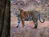 Chandrapur Tiger Death : धक्कादायक! गेल्या 5 दिवसात चंद्रपूर जिल्ह्यात विविध कारणांमुळे चक्क 3 वाघांचा मृत्यू