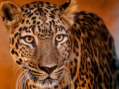 उदयपुर की आबादी वाले इलाके में घुसा पैंथर, दीवार से टकराकर मौके पर हुई मौत