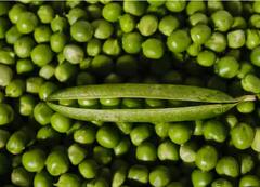 Peas cultivation: ਕੀ ਤੁਸੀਂ ਘਰ ਵਿੱਚ ਲਾ ਸਕਦੇ ਹੋ ਮਟਰ? ਜਾਣੋ ਕਿੰਨੇ ਦਿਨ ‘ਚ ਪੌਦਾ ਹੋ ਜਾਵੇਗਾ ਤਿਆਰ