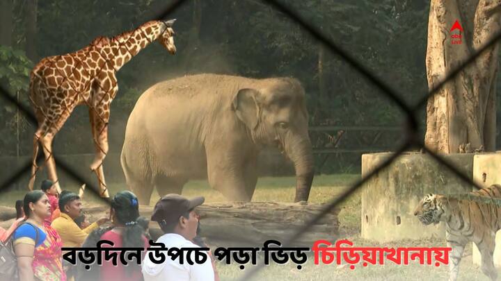 Christmas Crowd Alipore Zoo : বড়দিনের ছুটির সকালে আলিপুর চিড়িয়াখানায় লম্বা লাইন। বাঘ, সিংহ,হাতি, জিরাফদের দেখতে কচিকাঁচাদের হাত ধরে ভিড় করেছেন বড়রাও।