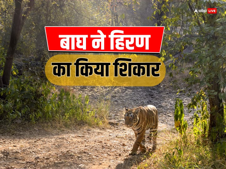 Uttrakhand Tiger killed Deer by attacking in Jim Corbett National Park ANN Uttarakhand News: जिम कॉर्बेट नेशनल पार्क में बाघ ने किया हिरण का शिकार, पर्यटकों ने कैमरे में कैद की घटना