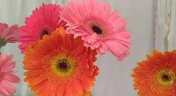 इस बार राम दरबार की भी झलक देखने को मिल रही है. पुष्प प्रदर्शनी में अलग-अलग फूलों से राम दरबार की आकृति वाली झांकी सजाई गई है.