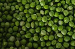 Peas cultivation: ਕੀ ਤੁਸੀਂ ਘਰ ਵਿੱਚ ਲਾ ਸਕਦੇ ਹੋ ਮਟਰ? ਜਾਣੋ ਕਿੰਨੇ ਦਿਨ ‘ਚ ਪੌਦਾ ਹੋ ਜਾਵੇਗਾ ਤਿਆਰ