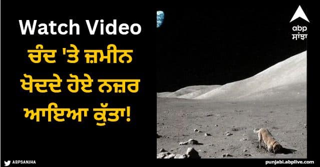 watch the dog was digging the ground on the moon viral video Viral Video: ਚੰਦ 'ਤੇ ਜ਼ਮੀਨ ਖੋਦਦੇ ਹੋਏ ਨਜ਼ਰ ਆਇਆ ਕੁੱਤਾ! ਵੀਡੀਓ ਦੇਖਣ ਤੋਂ ਬਾਅਦ ਲੋਕਾਂ ਨੇ ਕਿਹਾ....