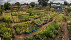 Kitchen Garden: सर्दियों में अपने किचन गार्डन में लगाएं ये सब्जियां और फल