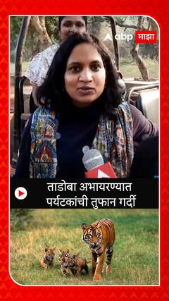 Tadoba Tiger Reserve : ताडोबा अभयारण्यात पर्यटकांची तुफान गर्दी