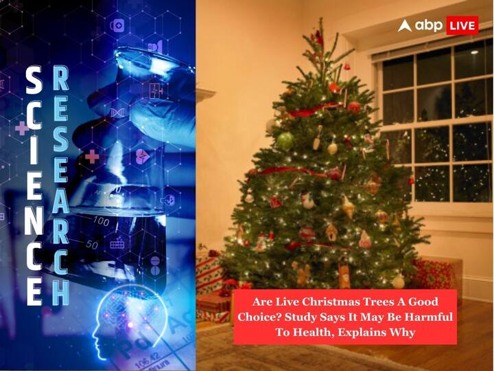 Christmas Trees Living Study Says It May Be Harmful To Health Volatile Organic Compounds Explains Why ABPP Are Live Christmas Trees A Good Choice? Study Says It May Be Harmful To Health, Explains Why