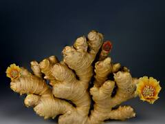 Ginger Benefits : आपण रोज आले का खावे? हे 5 फायदे लक्षात घ्या!