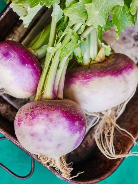सर्दियों में डाइट में शामिल करें शलजम, हेल्थ को मिलेंगे ये फायदे
