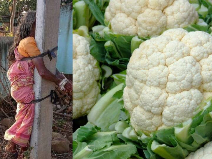 odisha Son Thrashes Elderly Mother After Tying Her To Electric Pole For Cauliflower In Keonjhar Odisha Shocker: ஒடிசாவில் கொடூரம் : காலிஃப்ளவருக்காக பெற்ற தாயை தாக்கி, மின்கம்பத்தில் கட்டிவைத்த மகன்..