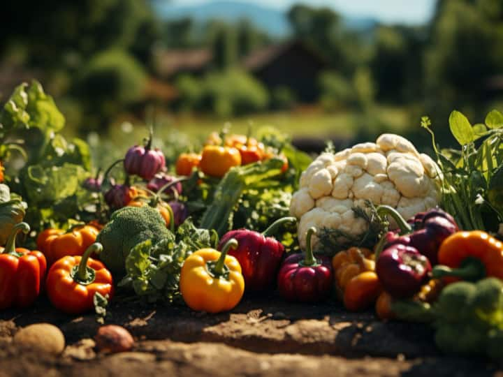 Kitchen Garden Tips:  आप सर्दी के मौसम में अपने किचन गार्डन में हरी मिर्च, धनिया संतरा आदि लगा सकते हैं. इन्हें लगाने के लिए आपको कुछ बातों का खास ध्यान रखना होगा.