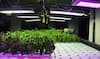 Vertical Farming: ਕੀ ਹੁੰਦੀ ਲੰਬਕਾਰੀ ਖੇਤੀ, ਜਾਣੋ ਇਸ ਦੀਆਂ ਵਿਸ਼ੇਸ਼ਤਾਵਾਂ ਤੇ ਤਰੀਕਾ