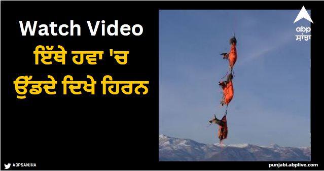 watch flying deer viral video Viral Video: ਇੱਥੇ ਹਵਾ 'ਚ ਉੱਡਦੇ ਦਿਖੇ ਹਿਰਨ, ਲੋਕਾਂ ਨੂੰ ਆਪਣੀਆਂ ਅੱਖਾਂ 'ਤੇ ਨਹੀਂ ਹੋ ਰਿਹਾ ਯਕੀਨ