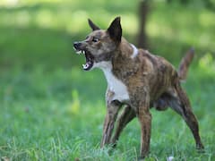 కుక్కల దాడిలో గాయపడి చికిత్స పొందుతూ బాలుడు మృతి- హైదరాబాద్‌లో మరో దారుణం