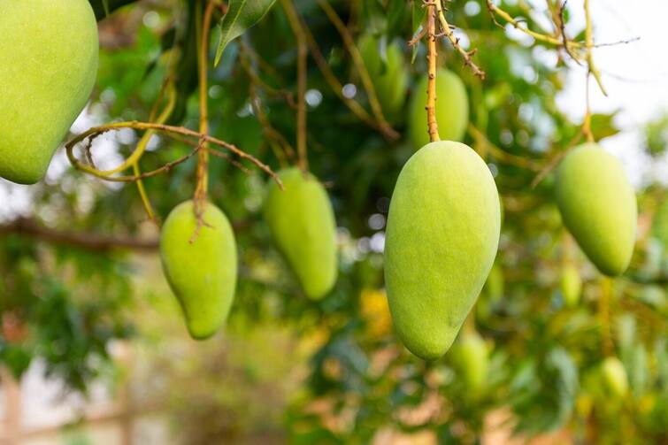 Due to unseasonal rains, the condition of mango farmers in Gir Somnath became dire, only 20 percent flowering took place. કમોસમી વરસાદને કારણે ગીર સોમનાથનાં કેરીના ખેડૂતોની હાલત કફોડી બની, 20 ટકા જ ફ્લાવરિંગ થયું